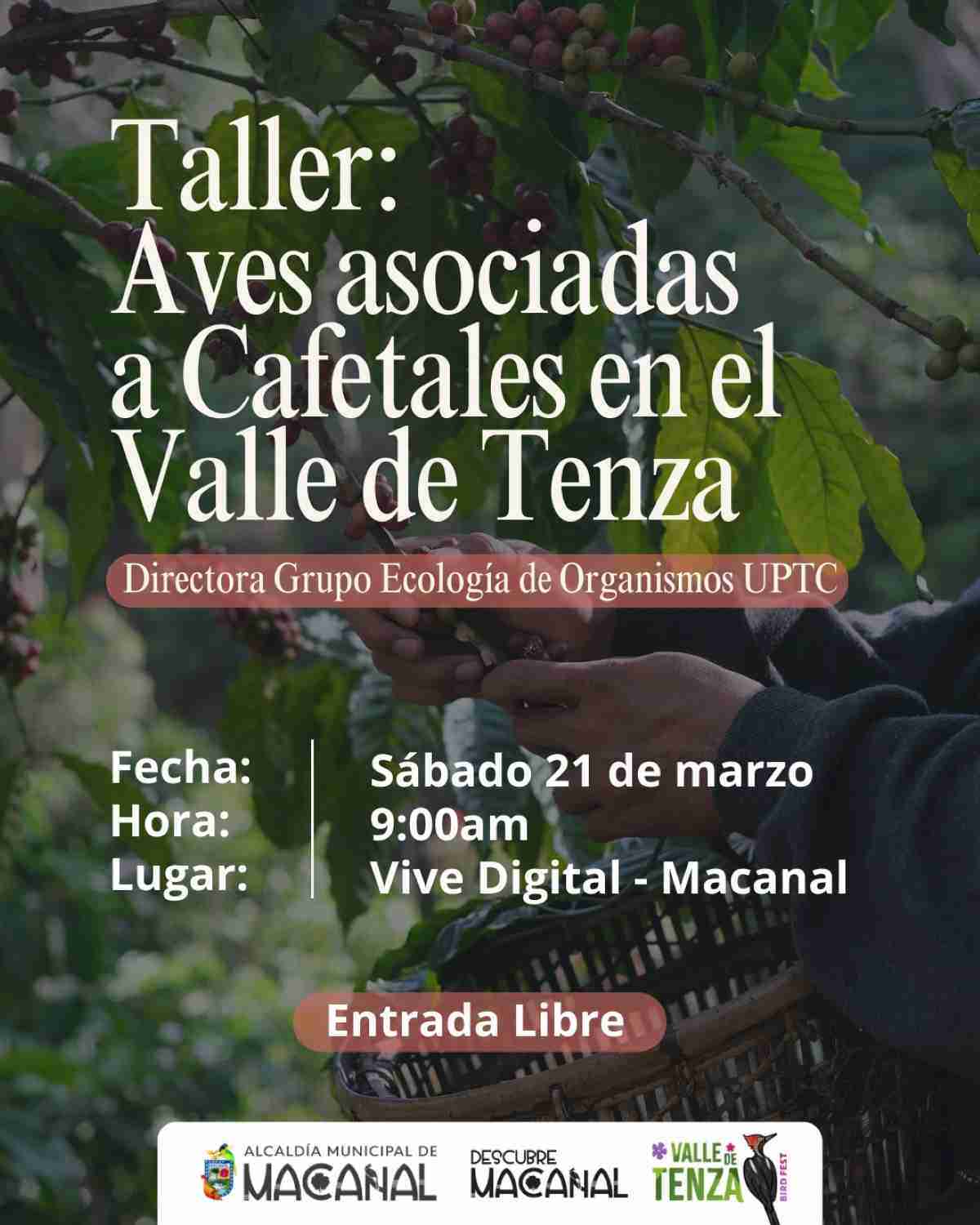 MACANAL: Taller “Aves asociadas a cafetales en el Valle de Tenza” MACANAL: Taller “Aves asociadas a cafetales en el Valle de Tenza”